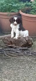 Springer spaniel