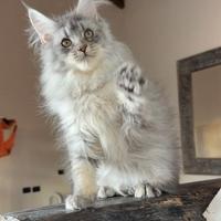 Maine coon cuccioli maschi