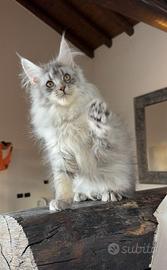 Maine coon cuccioli maschi