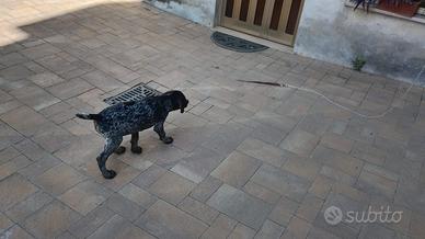 Cuccioli di Drathaar