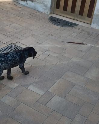 Cuccioli di Drathaar