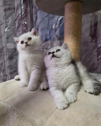 Cucioli british shorthair