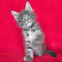 Cucciola maine coon con pedigree