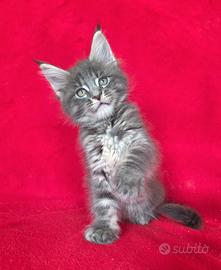 Cucciola maine coon con pedigree
