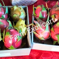 Piante Pitaya