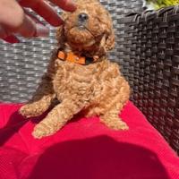 Cuccioli di barboncini mini toy