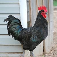 Galline Australorp
