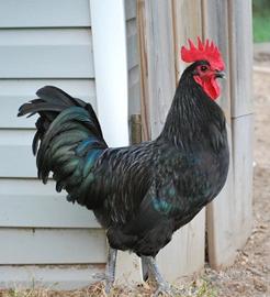 Galline Australorp