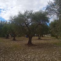albero di ulivo