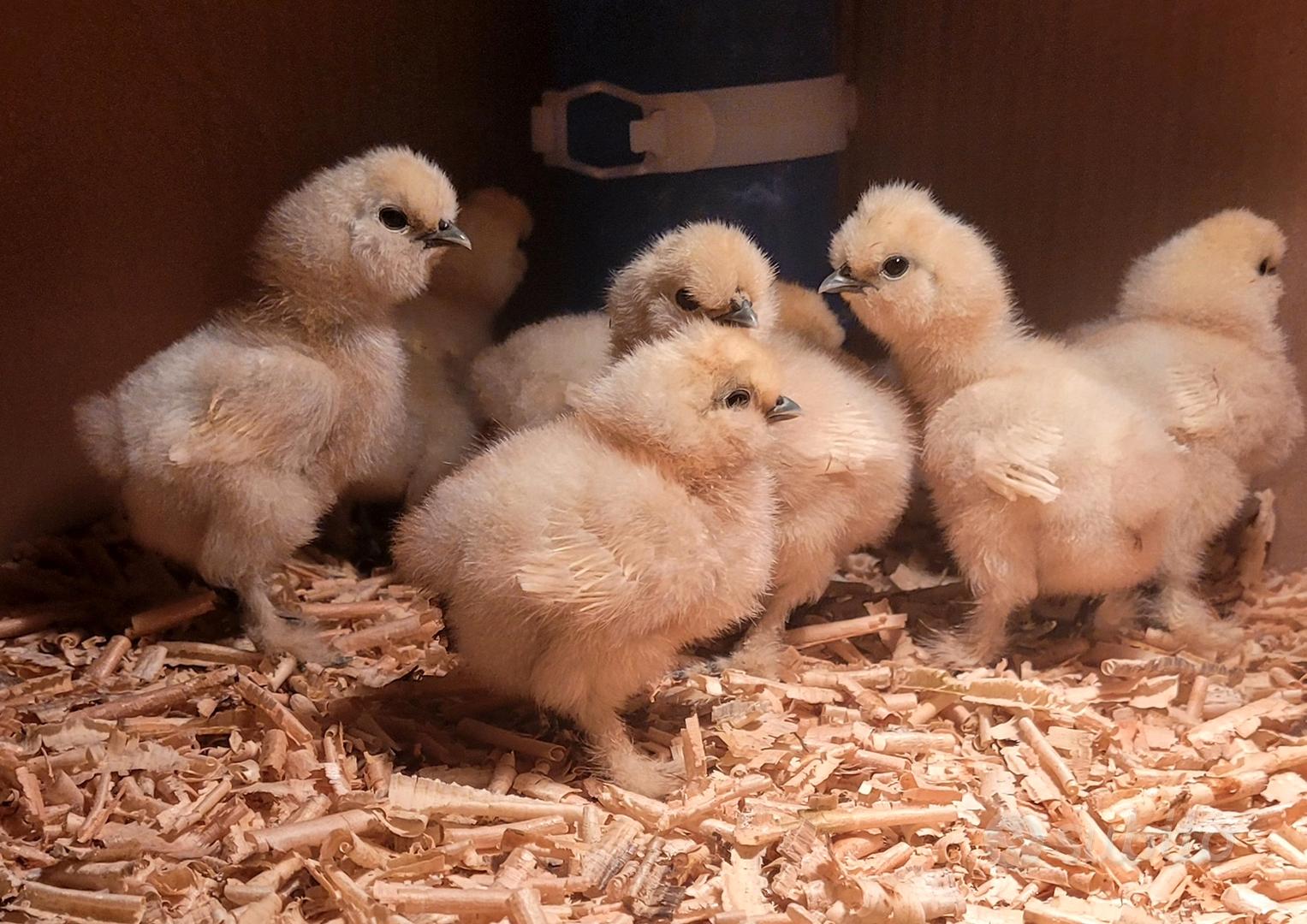 Pulcini moroseta bianca, australorp - Animali In vendita a Catanzaro