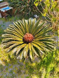 Cycas di 10 anni