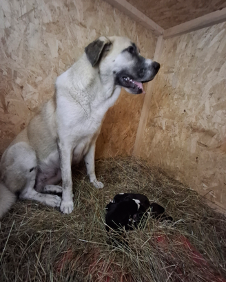 Pastore dell'Asia Centrale