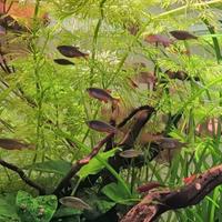 Microrasbora Galaxy (Celestial Pearl Danio)