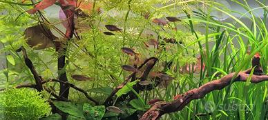 Microrasbora Galaxy (Celestial Pearl Danio)