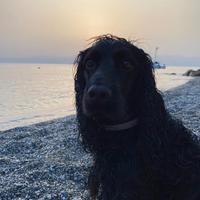 Cocker per accoppiamento