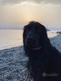 Cocker per accoppiamento