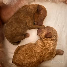 Barboncino toy fulvo