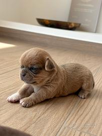 Chihuahua