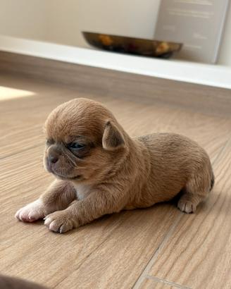 Chihuahua