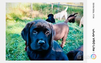 Cuccioli di Labrador retriever
