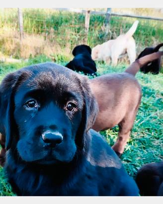Cuccioli di Labrador retriever