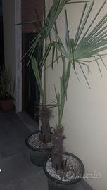 Palme
