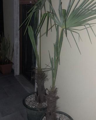 Palme