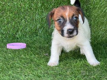 Jack russell broken