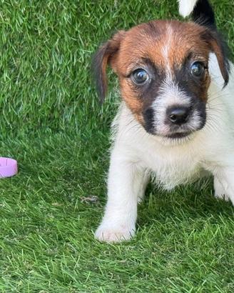Jack russell broken
