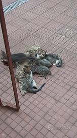 8 gatti piccoli gattini neri rossi tigrati grigi