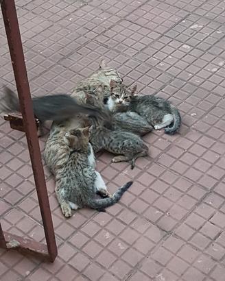 8 gatti piccoli gattini neri rossi tigrati grigi