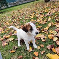 Cucciola Jack Russell