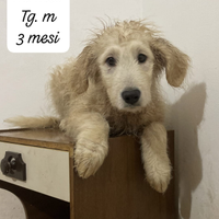 Cuccioli incrocio border e maremmano in adozione