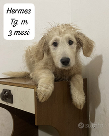 Cuccioli incrocio border e maremmano in adozione