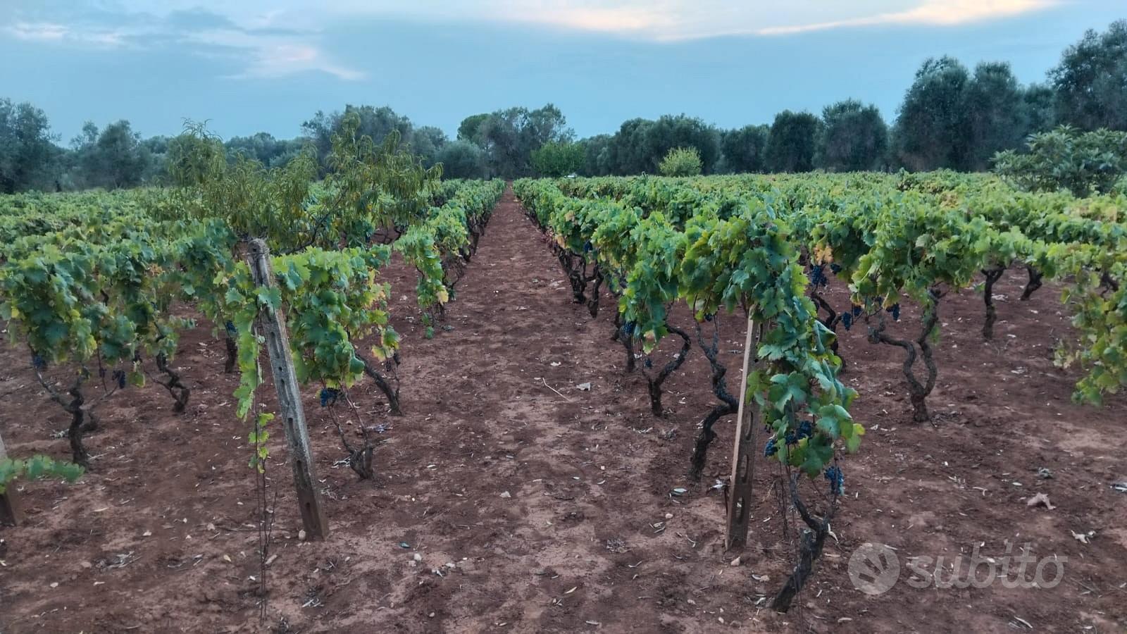 Terreno agricolo metà uliveto e metà vigneto - Altro