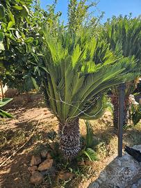 Cycas revoluta alta 1,70 m, tronco 80 cm