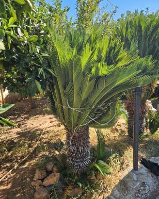 Cycas revoluta alta 1,70 m, tronco 80 cm