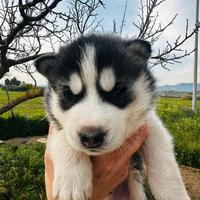 Cuccioli di siberian husky