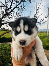 Cuccioli di siberian husky