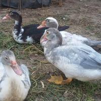 Anatre mute femmine e maschi adulte