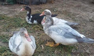 Anatre mute femmine e maschi adulte