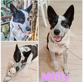 Cagnolina in adozione