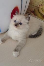 Cuccioli di Ragdoll