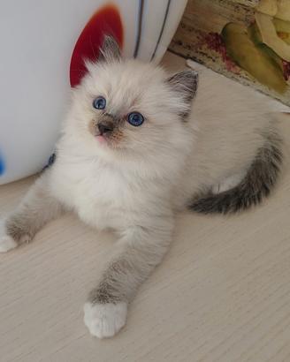 Cuccioli di Ragdoll