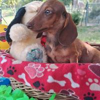 Cucciolo bassotto tedesco con pedigree ENCI