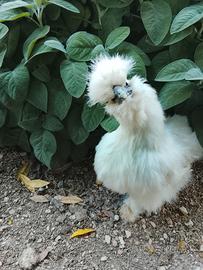 Galline moroseta