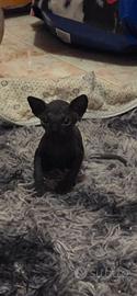 Gatto sphynx nudo