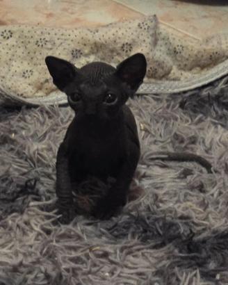 Gatto sphynx nudo