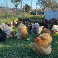 Cocincina nana ( coppie, tris o gruppi)