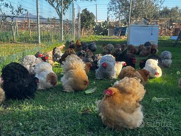 Cocincina nana ( coppie, tris o gruppi)